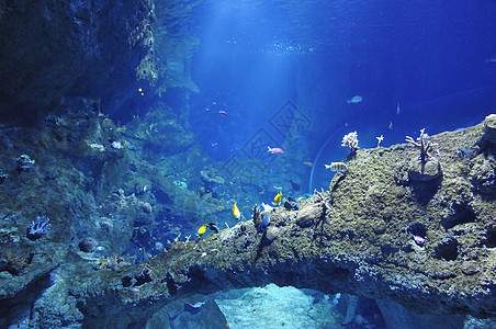 大水族馆里有很多海鱼背景图片