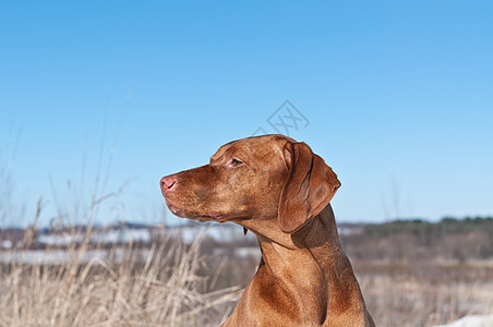 野中Vizsla Dog犬类指针宠物场地图片