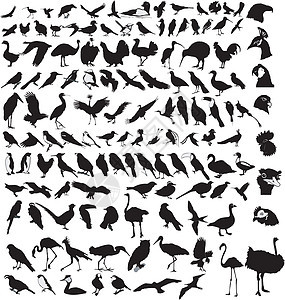 不同鸟群的大数组鸽子秃鹰起重机鹦鹉矢量大肠杆菌火烈鸟鹤鸟山雀白鹭背景图片