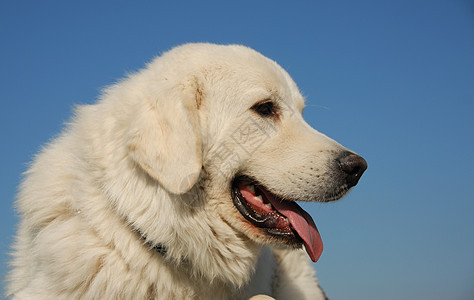 牧羊人警卫动物牧羊犬白色宠物坡头蓝色舌头天空伴侣图片