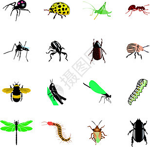 不同种类昆虫和蜘蛛的一组物图片