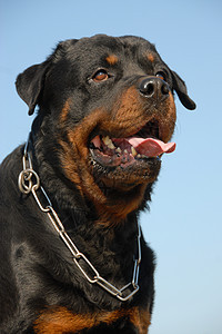罗威纳犬警卫衣领蓝色伴侣犬类宠物动物天空牙齿黑色图片
