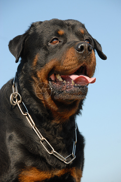 罗威纳犬警卫衣领蓝色伴侣犬类宠物动物天空牙齿黑色图片