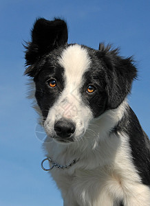 小小狗边框 collie牧羊犬黑色蓝色婴儿衣领动物宠物白色伴侣犬类图片