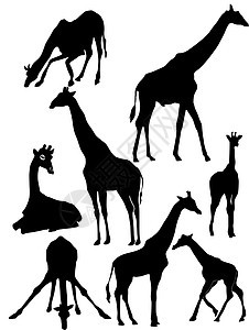 长颈鹿的轮廓背景图片