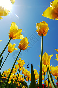 黄色的郁金香对天植物学叶子蓝色场地天空太阳生长花瓣宏观植物群图片