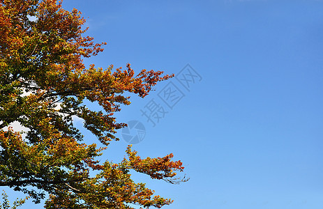 蜂蜜树倒在地上叶子红色黄色蓝色天空树叶图片