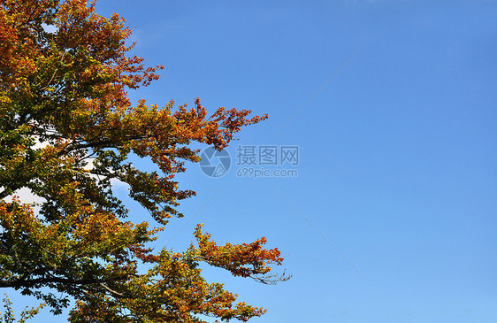 蜂蜜树倒在地上叶子红色黄色蓝色天空树叶图片