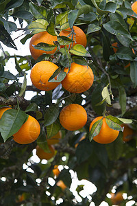 树上的橙子生长收成叶子绿色水果种植园食物晴天生产树叶图片
