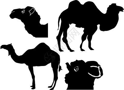 骆驼的轮廓背景图片