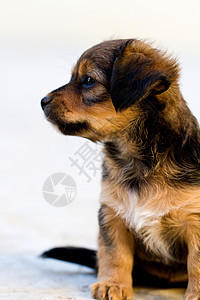 家养狗哺乳动物动物犬类小狗宠物棕色图片