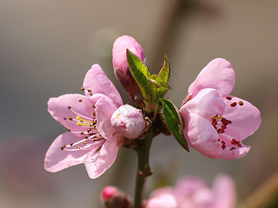 床边的杯子花朵树花果树嫩叶树叶结构木材叶子背景图片