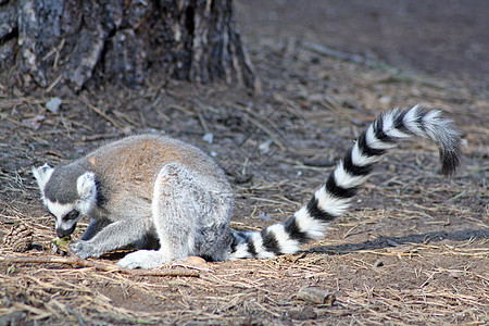 勒姆家庭动物灵长类戒指动物园毛皮拥抱条纹野生动物哺乳动物图片