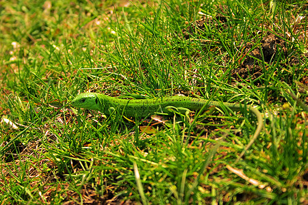 绿蜥蜴蜥蜴人野生动物叶子变色龙气候阳光宠物热带鬣蜥身体图片