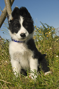 小小狗 collie伴侣婴儿场地牧羊犬牧羊人白色黑色犬类动物宠物图片