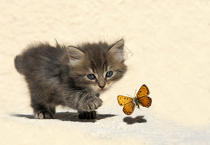 狩猎小猫孩子猎人猫科动物婴儿宠物灰色跑步蝴蝶荒野图片