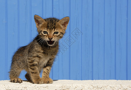 小猫毛皮孩子动物猫科动物婴儿宠物灰色荒野蓝色图片