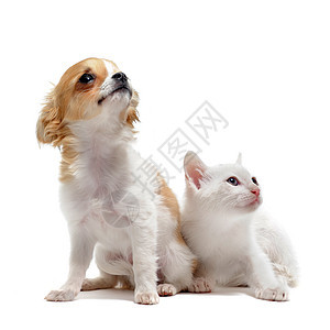 小狗吉娃娃和小猫宠物犬类白色朋友们工作室伴侣友谊棕色动物图片