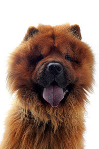 c 土果毛皮舌头工作室犬类动物宠物棕色背景图片
