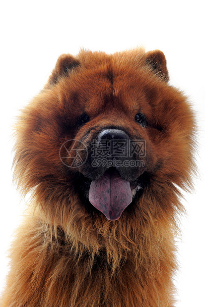 c 土果毛皮舌头工作室犬类动物宠物棕色图片