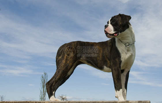 纯红色的斗箱器小狗桌子伴侣棕色警卫牙齿动物獒犬蓝色衣领图片