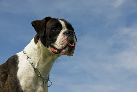 纯红色的斗箱器牙齿警卫动物獒犬宠物白色蓝色衣领天空棕色背景图片
