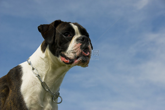 纯红色的斗箱器牙齿警卫动物獒犬宠物白色蓝色衣领天空棕色图片