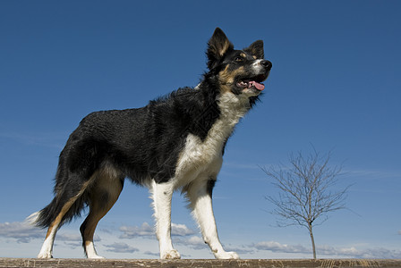 边边框collie动物天空边界三色牧羊犬哺乳动物宠物伴侣舌头蓝色图片