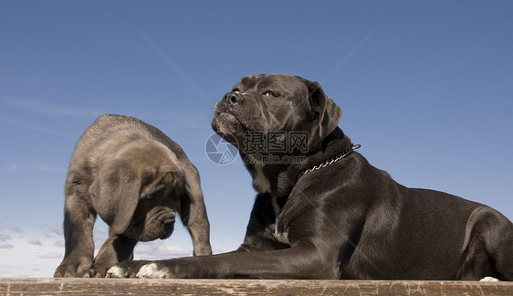 意大利大公母和小狗警卫甘蔗灰色伴侣意大利语婴儿母亲宠物图片