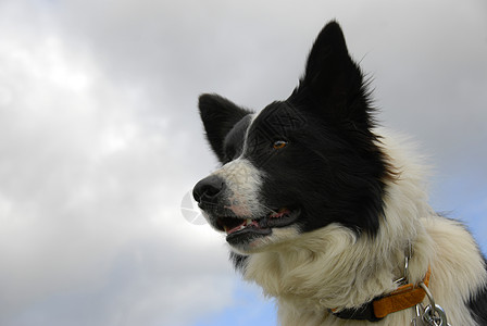 边边框collie白色伴侣宠物牧羊人牧羊犬风暴朋友警卫眼睛黑色图片