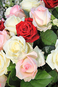 混合玫瑰安排植物学植物群红色花瓣白色粉色植物绿色花朵花店图片