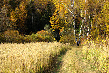秋季森林落叶车道环境黄色松树绿色风景季节荒野橙子图片