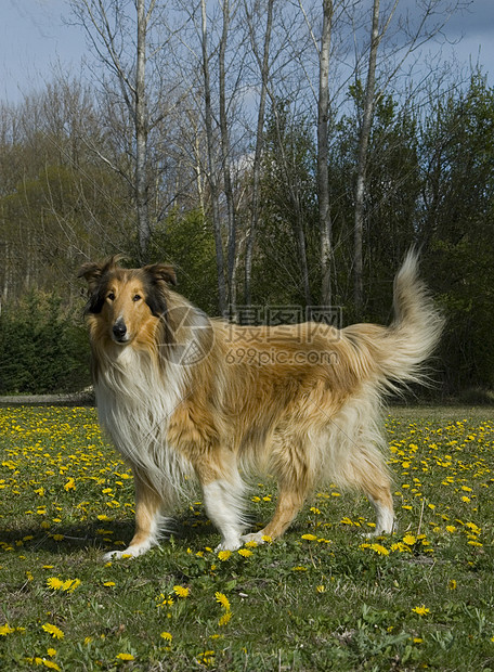 列宠物警卫毛皮动物牧羊人牧羊犬伴侣场地图片