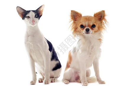东方猫和吉华花小猫棕色友谊朋友们小狗白色工作室短发动物宠物图片