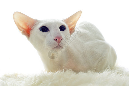 白东方猫眼睛白色宠物蓝色短发动物毛皮工作室图片