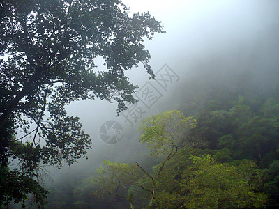 山上雨林的黎明背景图片