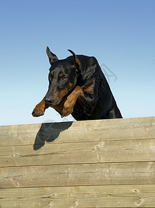 跳跃 doberman宠物动物黑色运动伴侣警卫图片