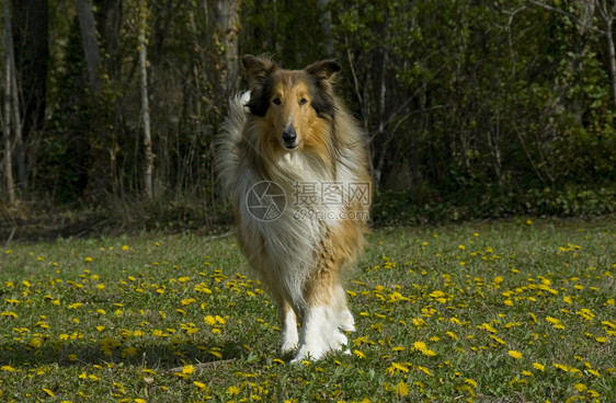 列牧羊人动物毛皮场地跑步伴侣宠物牧羊犬警卫图片