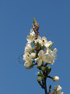 应用技术果树树花树叶结构花朵嫩叶叶子木材图片