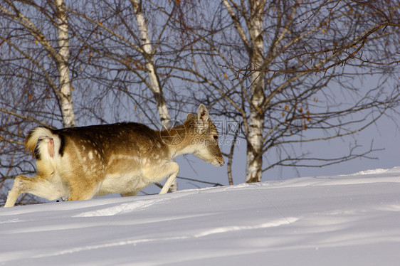 冬季的落地鹿鹿图片