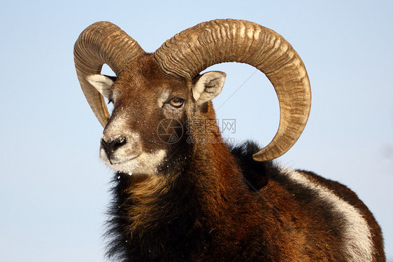 Mouflon 奖杯图片