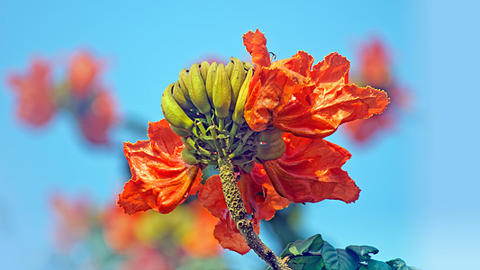 难民营蓝色橙子天空树木植物阳光红色亚热带花朵红桃高清图片