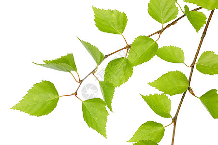 树枝的分支叶子白色绿色图片