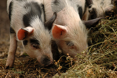 猪头粉色动物黑色背景图片