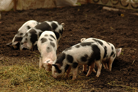 猪头农场地球动物背景图片