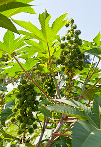 用于生物燃料和乙醇的播种豆植物植物农场能源水平外景晴天叶子环保视图蓖麻图片