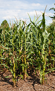 种植用于乙醇生产的玉米或玉米图片