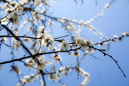 树的花枝季节生长树木天空阳光花朵生活环境叶子蓝色图片