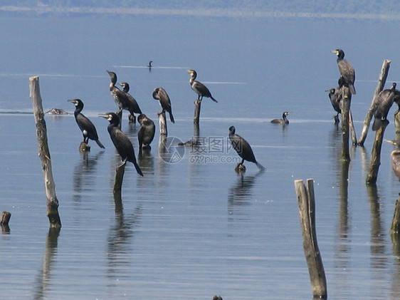 摄氏剂翅膀海鸟荒野鸬鹚码头野生动物羽毛蓝色图片