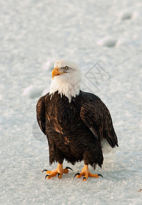 近距离接近秃鹰的肖像荒野自由停留季节鸟类翅膀国家羽毛海藻野生动物图片